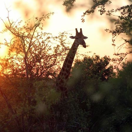 Mtomeni Safari Camp Hotel พาลาบอร์วา ภายนอก รูปภาพ