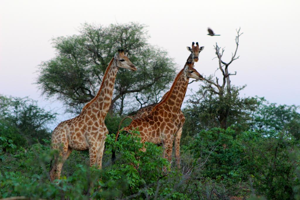Mtomeni Safari Camp Hotel พาลาบอร์วา ภายนอก รูปภาพ
