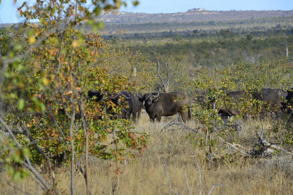 Mtomeni Safari Camp Hotel พาลาบอร์วา ภายนอก รูปภาพ