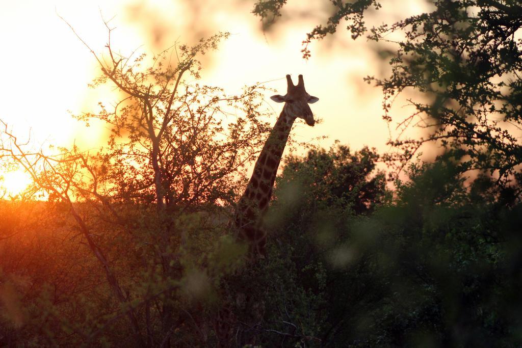 Mtomeni Safari Camp Hotel พาลาบอร์วา ภายนอก รูปภาพ